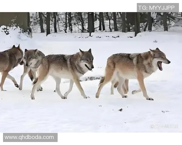 内政联队主场迎战客队塞列斯期待精彩对决与激烈竞争 内政联队主场迎战客队塞列斯期待精彩对决与激烈竞争